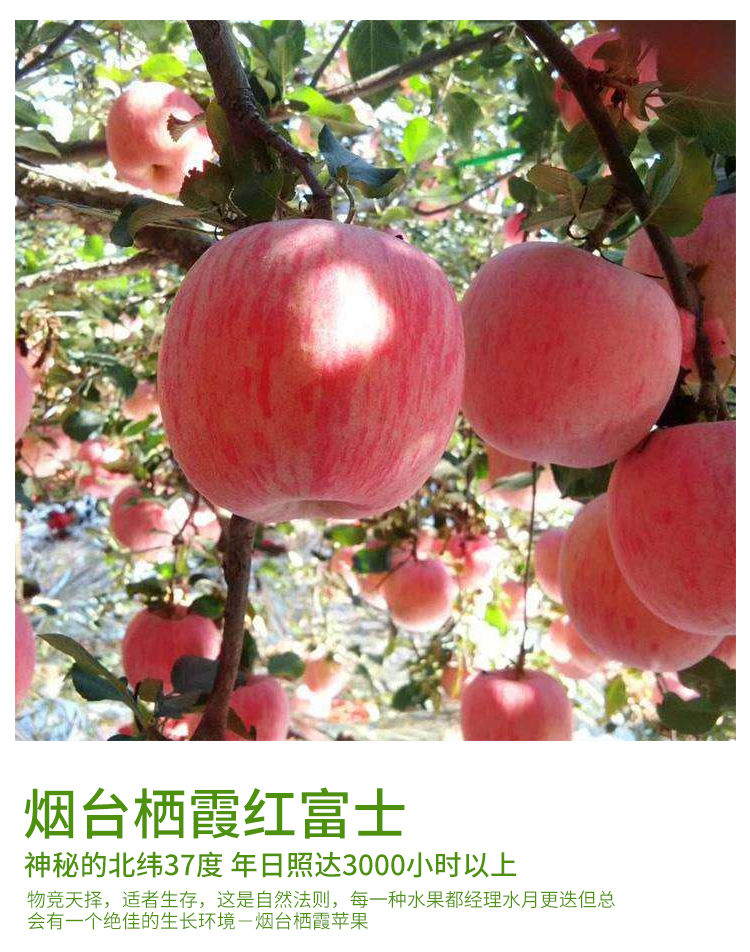 详情图片