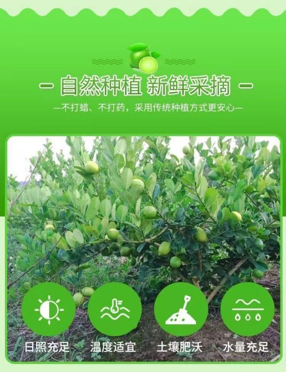 详情图片