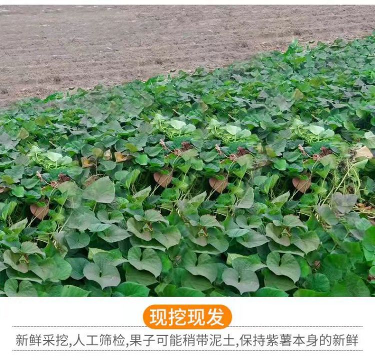 详情图片