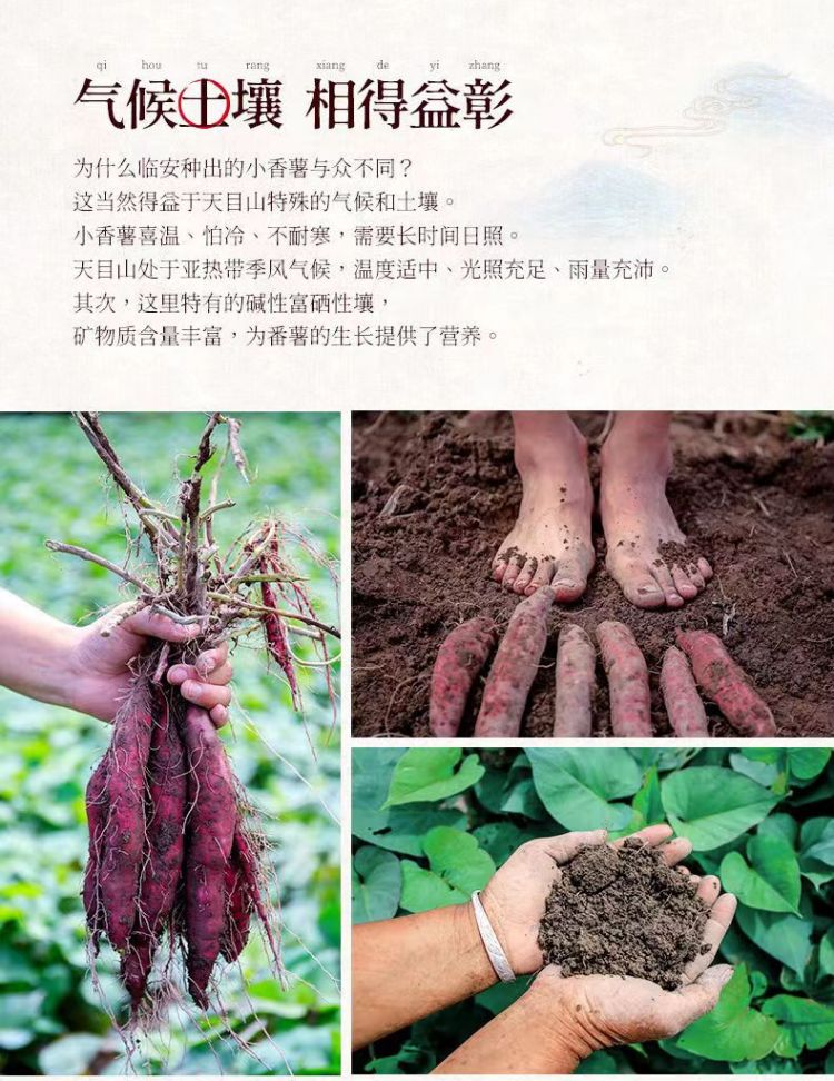详情图片