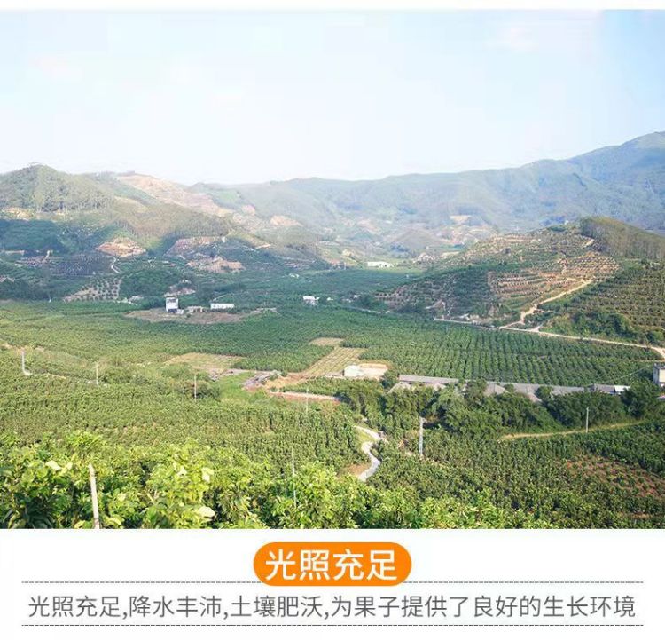 详情图片