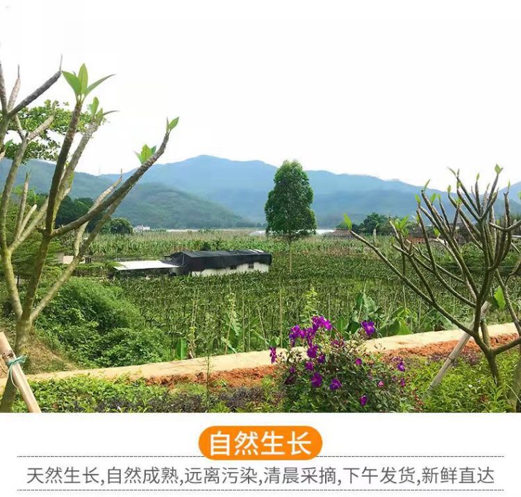 详情图片